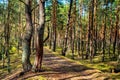 European mixed forest thicket with spring vivid vegetation at Dlugie Bagno wetland plateau near Palmiry town in