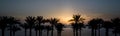 Panoramic view of the setting sun among the palm trees in the Red Sea in Egypt Royalty Free Stock Photo