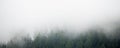 Panoramic view of evergreen forest with low clouds