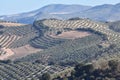 Panoramic view of extensive olive fields Royalty Free Stock Photo
