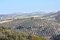 Panoramic view of extensive olive fields Royalty Free Stock Photo