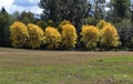 Bright yellow fall colored row of trees Royalty Free Stock Photo