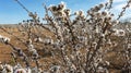 Panoramic view of a field of almond trees in bloom in an orchard at the beginning of spring in Villarrobledo. Royalty Free Stock Photo