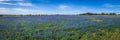 Panoramic view of a field of bluebonnets Royalty Free Stock Photo