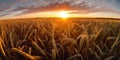 Panoramic view on field of golden ripe wheat on sunset. Generative AI Royalty Free Stock Photo