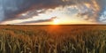 Panoramic view on field of golden ripe wheat on sunset. Generative AI Royalty Free Stock Photo