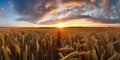 Panoramic view on field of golden ripe wheat on sunset. Generative AI Royalty Free Stock Photo