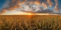 Panoramic view on field of golden ripe wheat on sunset. Generative AI Royalty Free Stock Photo