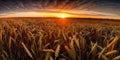 Panoramic view on field of golden ripe wheat on sunset. Generative AI Royalty Free Stock Photo