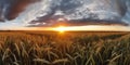 Panoramic view on field of golden ripe wheat on sunset. Generative AI Royalty Free Stock Photo