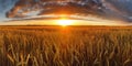 Panoramic view on field of golden ripe wheat on sunset. Generative AI Royalty Free Stock Photo