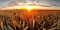Panoramic view on field of golden ripe wheat on sunset. Generative AI Royalty Free Stock Photo