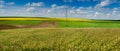 Panoram from field grass Capsella bursa pastoris, farm green wheat field, lines of arable land and rapeflowerfield