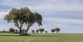 panoramic view of a field of green cereal, with spreading oak trees on a spring day with blue sky and some clouds, rainfed Royalty Free Stock Photo