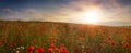 Panoramic view of field of poppies at sunrise