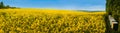 A panoramic view of a field of rape and bee Royalty Free Stock Photo