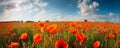 Panoramic view of a field with red poppies and a blue sky. Nature design