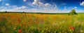 Panoramic view of a field with red poppies and a blue sky. Nature design theme. Created with generative AI