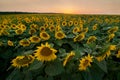 field of sunflowers by summertime evening, sunset time Royalty Free Stock Photo