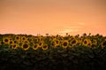 field of sunflowers by summertime evening, sunset time Royalty Free Stock Photo