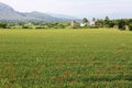 Panoramic view on fields close to Alcudia, in Mallorca Royalty Free Stock Photo