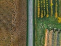 Panoramic view on fields with a hail protection net, apple trees and sunflower field. during the rising sun.