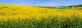 panoramic view fields hills of oilseed rape in bloom