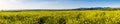 Panoramic view of fields of wild mustard on the Pacific Ocean coastline close to Half Moon Bay, California Royalty Free Stock Photo