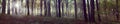 Panoramic view of foggy forest Royalty Free Stock Photo
