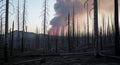 Devastated Forest Landscape with Burnt Trees and Distant Smoke Plume at Dusk in a Wildfire Disaster Zone Dark Scenery Royalty Free Stock Photo