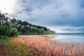 Forest on the lake and scirpus in the fog with thunderous blue clouds Royalty Free Stock Photo