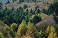 Panoramic view of the forest of Mount Dirfi in Euboea