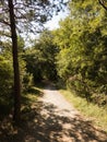 FOREST ON A BEAUTIFUL AUTUMN DAY