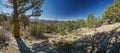 A panoramic view of a forest with a tree in the foreground Royalty Free Stock Photo