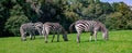 Four zebras  on the grass in summer Royalty Free Stock Photo