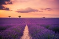 Beautiful landscape. Wonderful lavender field summer sunset landscape near Valensole. Provence, France Royalty Free Stock Photo