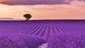 Beautiful landscape. Panorama lavender field summer sunset landscape near Valensole. Provence, France Royalty Free Stock Photo