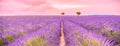 Amazing sunset over violet lavender field in Provence, France. Dream best panorama, blooming flowers, nature pattern Royalty Free Stock Photo