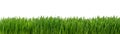 Panoramic view of fresh grass isolated on white Royalty Free Stock Photo