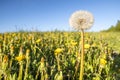 Panoramic view of fresh green grass with bloom head dandelion flower on field and blue sky in spring summer outdoors. Beautiful Royalty Free Stock Photo