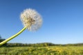 Panoramic view of fresh green grass with bloom head dandelion flower on field and blue sky in spring summer outdoors. Beautiful Royalty Free Stock Photo