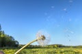 Panoramic view of fresh green grass with bloom head dandelion flower with flying seeds in wind on field and blue sky in spring Royalty Free Stock Photo