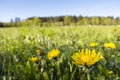 Panoramic view of fresh green grass with dandelions flowers on field and blue sky in spring summer outdoors.  Beautiful natural Royalty Free Stock Photo