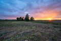 Panoramic view of Freshly Cultivated Organic Corn Field for Biomass Summer Evening with Sunset Colors and Dramatic Sky Royalty Free Stock Photo