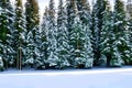 frost covered trees in the snowdrifts. Winter forest Royalty Free Stock Photo