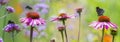 garden flowers and butterfly and bumblebees close up Royalty Free Stock Photo