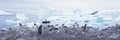 Panoramic view of Gentoo penguins with chicks (Pygoscelis papua), glaciers and icebergs in Paradise Harbor, Antarctica