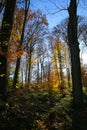 Panoramic view into german beech tree wood in autumn colors with backlight from bright evening sun, lens flare effect, Germany -