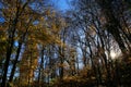 Panoramic view into german beech tree wood in autumn colors with backlight from bright evening sun, lens flare effect, Germany -