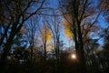 Panoramic view into german beech tree wood in autumn colors with backlight from bright evening sun, lens flare effect, Germany -